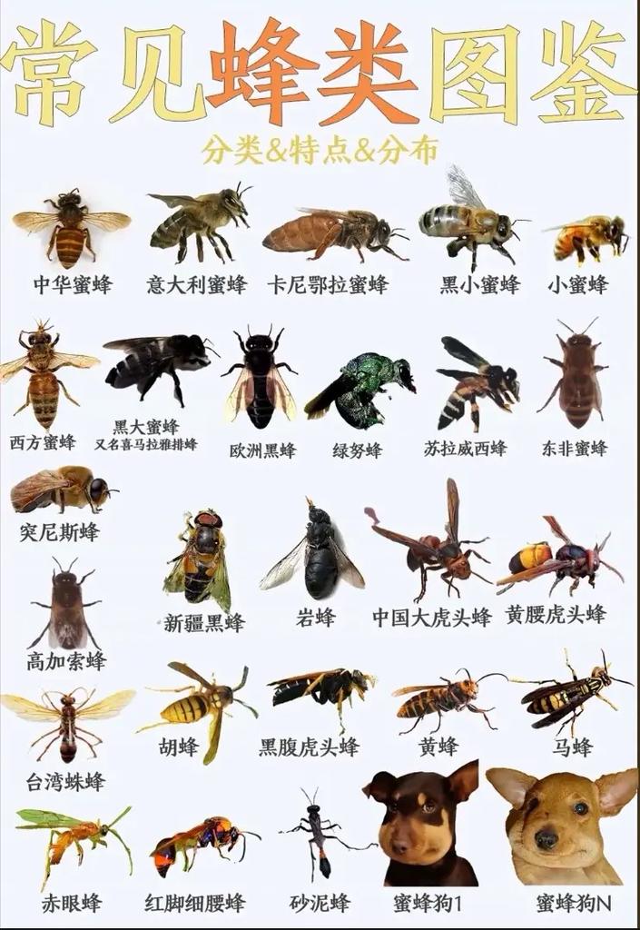 养蜜蜂技术视频如何有效播放学习?-图1 养蜜蜂技术视频如何有效播放学习?-图1