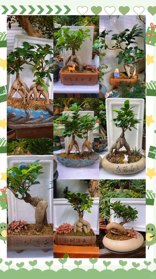 人参榕树如何养才能叶茂枝繁?-图1 人参榕树如何养才能叶茂枝繁?-图1