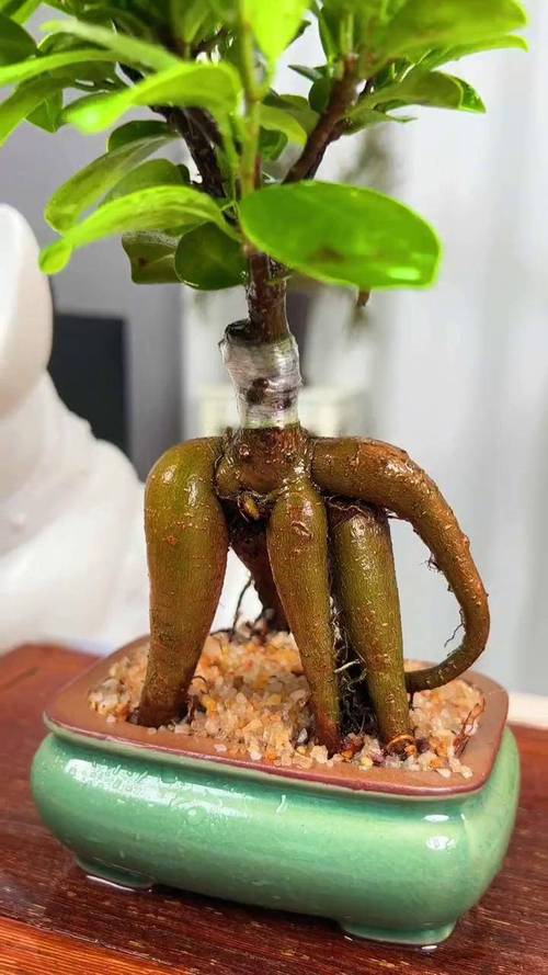 人参榕树如何养才能叶茂枝繁?-图2 人参榕树如何养才能叶茂枝繁?-图2