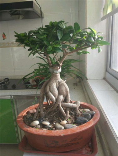 人参榕树如何养才能叶茂枝繁?-图3 人参榕树如何养才能叶茂枝繁?-图3