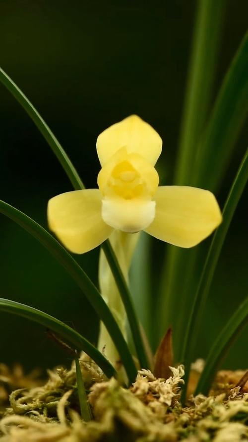 春兰细叶黄叶有哪些品种?-图1 春兰细叶黄叶有哪些品种?-图1