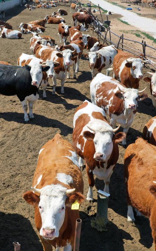 东北养牛技术与饲养方法有何关键秘诀？-图3