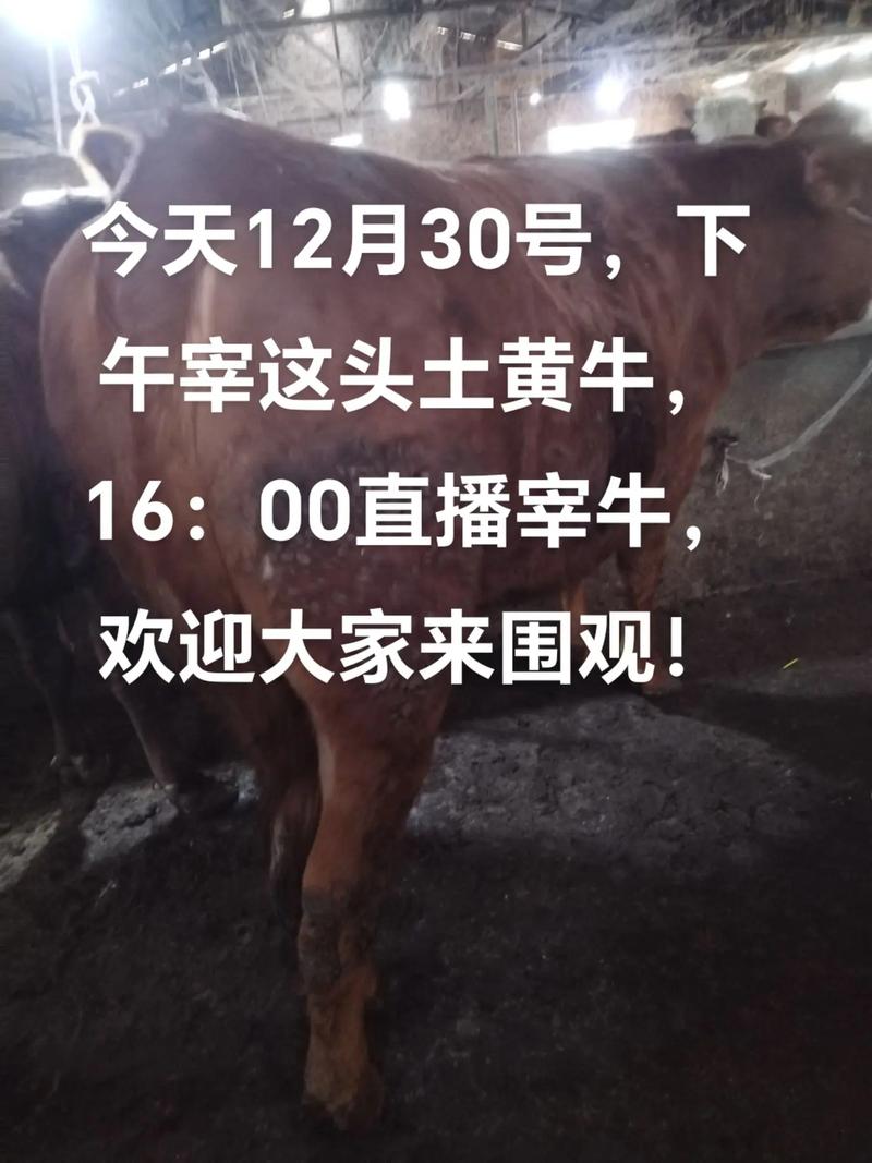 土黄牛养殖技术直播,新手能学会吗?-图3 土黄牛养殖技术直播,新手能学会吗?-图3