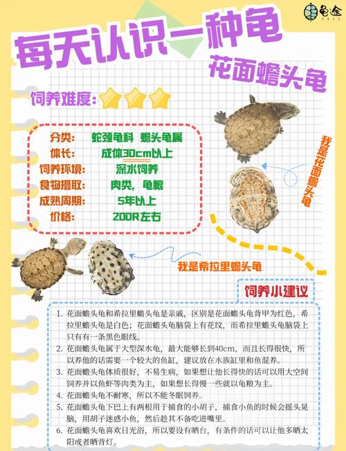 龟鳖无公害养殖关键技术有哪些？-图2