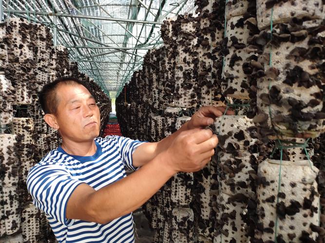 大木耳种植技术视频，关键步骤有哪些？-图2