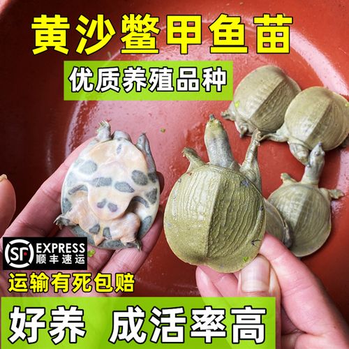 2025年黄沙鳖苗价格会涨还是跌?-图1 2025年黄沙鳖苗价格会涨还是跌?-图1