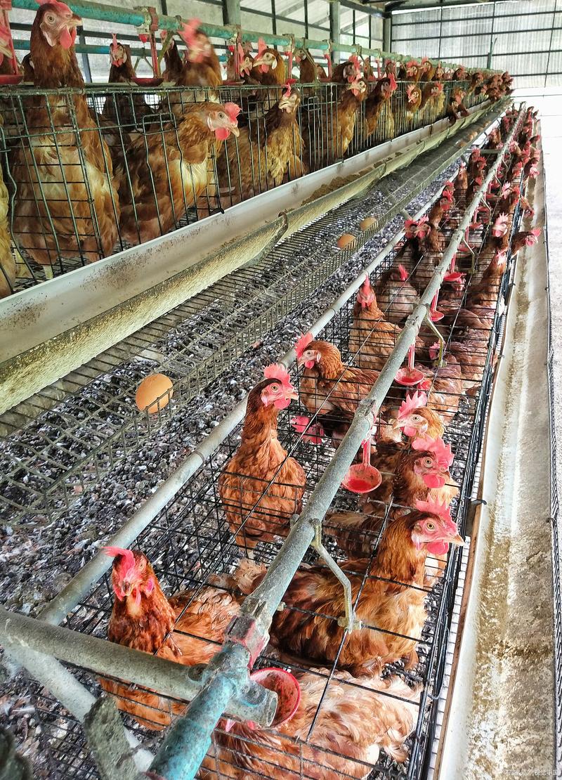 低成本高效保健养鸡技术，如何实现低成本又高效？-图1