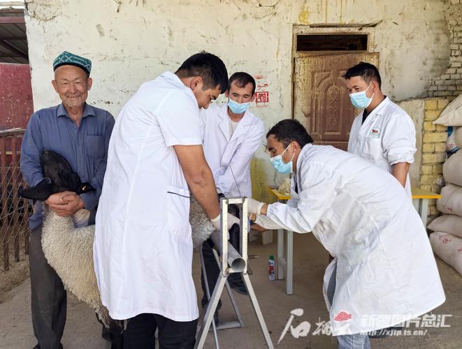 绵羊同期发情技术及应用-图1 绵羊同期发情技术及应用-图1