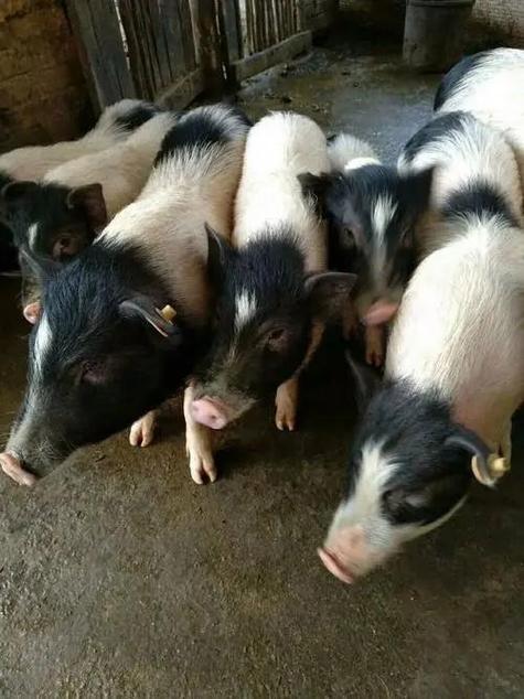 岳阳本地猪种有哪些？-图1