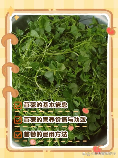 苜蓿人能吃的是什么品种-图3 苜蓿人能吃的是什么品种-图3