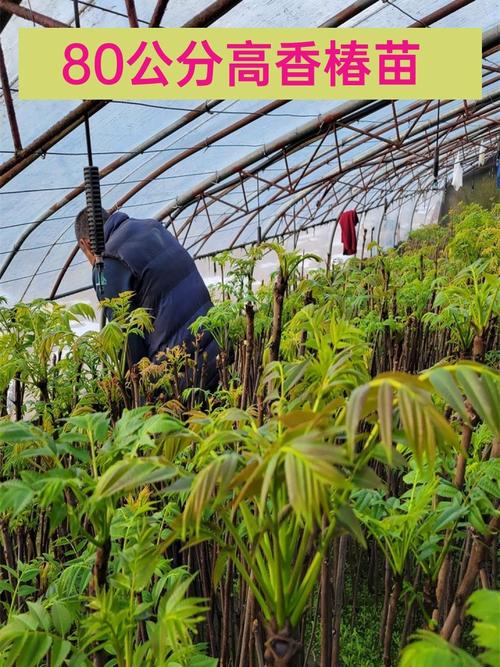 露天反季香椿咋种?技术难点在哪?-图1 露天反季香椿咋种?技术难点在哪?-图1