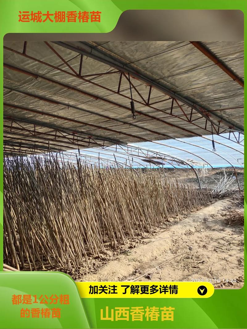 露天反季香椿咋种?技术难点在哪?-图2 露天反季香椿咋种?技术难点在哪?-图2