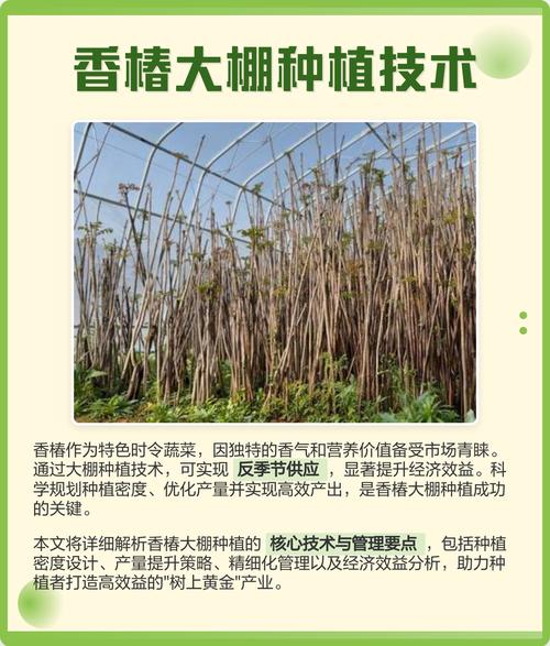 露天反季香椿咋种?技术难点在哪?-图3 露天反季香椿咋种?技术难点在哪?-图3