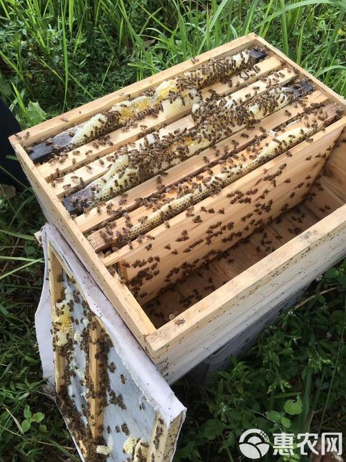 中蜂品种图片价格差异大?-图1 中蜂品种图片价格差异大?-图1