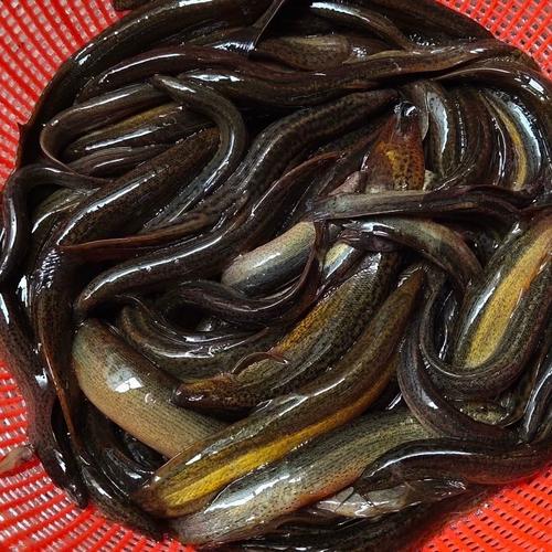 菜园坝水产批发泥鳅价格现在多少？-图3