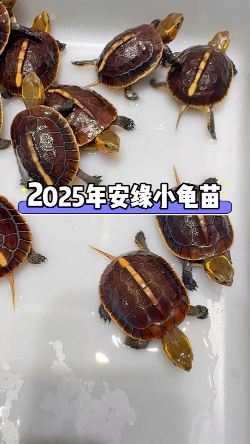 2025安南龟苗价格会涨还是跌?-图1 2025安南龟苗价格会涨还是跌?-图1