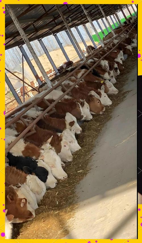 肉牛饲料怎么选？养牛技术怎么提？-图2