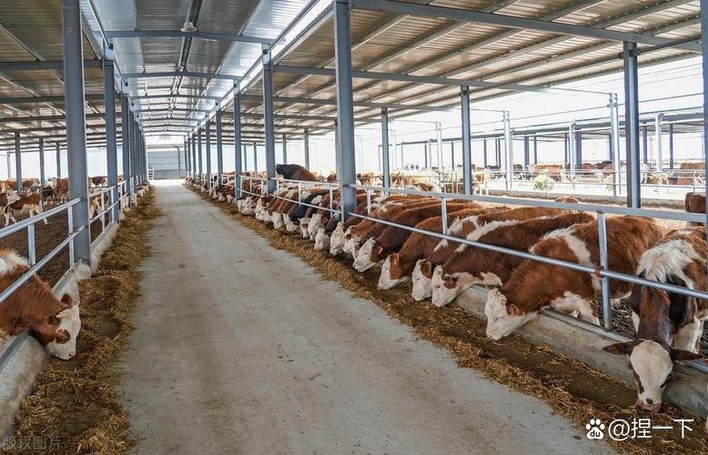 肉牛饲料怎么选？养牛技术怎么提？-图1
