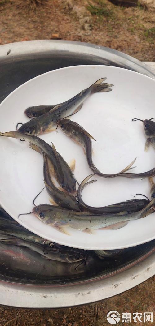 2025斑点叉尾鮰价格会涨还是跌?-图3 2025斑点叉尾鮰价格会涨还是跌?-图3