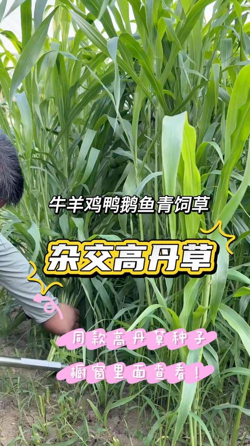 养鹅适合种植的牧草品种-图2 养鹅适合种植的牧草品种-图2