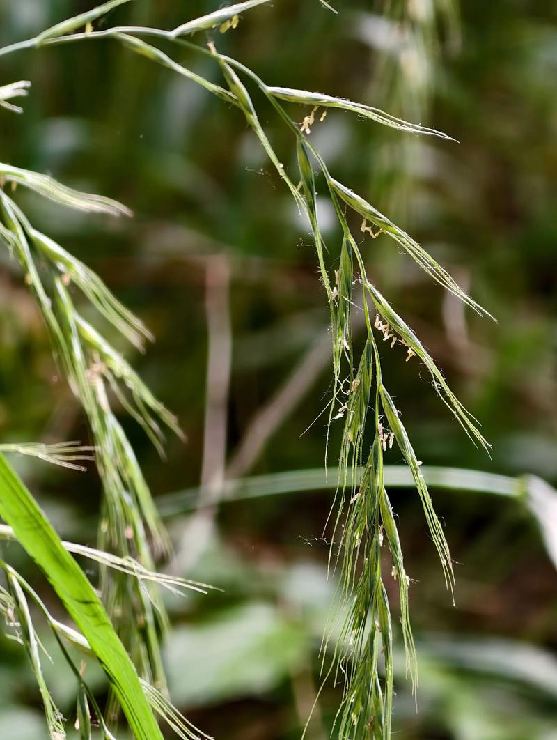 养鹅适合种植的牧草品种-图1 养鹅适合种植的牧草品种-图1