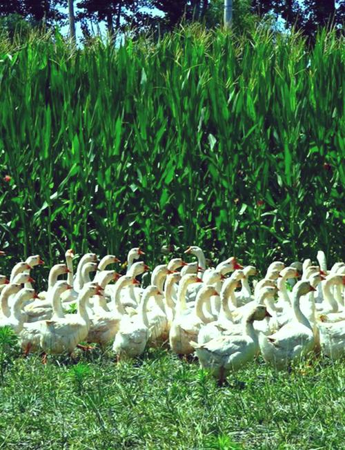 养鹅适合种植的牧草品种-图3 养鹅适合种植的牧草品种-图3