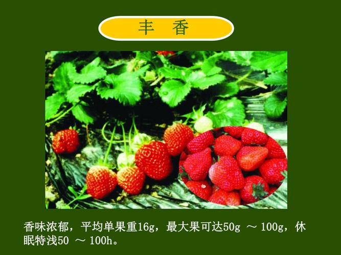 草莓种植管理技术ppt-图1 草莓种植管理技术ppt-图1