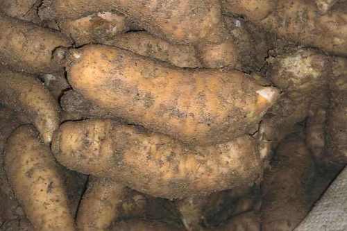 安徽天麻近几年价格走势如何?-图2 安徽天麻近几年价格走势如何?-图2