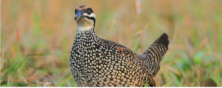 美国鹧鸪养殖技术pdf-图2