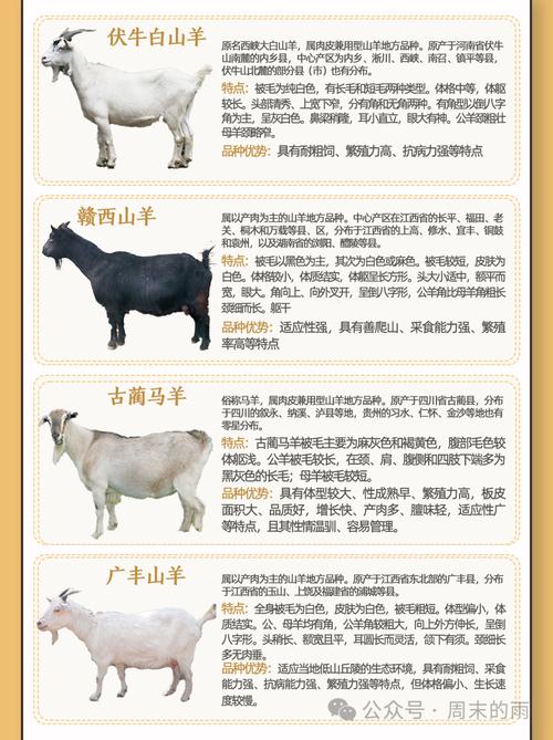 福建山羊价格现在多少钱一斤？-图3