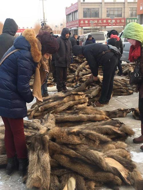 2025尚村貉子皮价格会涨还是跌?-图1 2025尚村貉子皮价格会涨还是跌?-图1