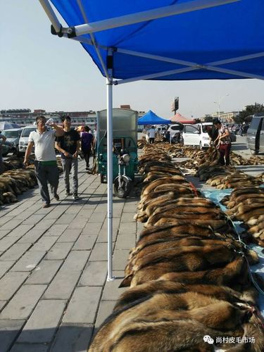 2025尚村貉子皮价格会涨还是跌?-图2 2025尚村貉子皮价格会涨还是跌?-图2