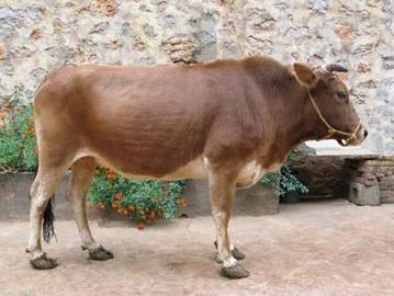 云南适合养什么牛品种?-图1 云南适合养什么牛品种?-图1