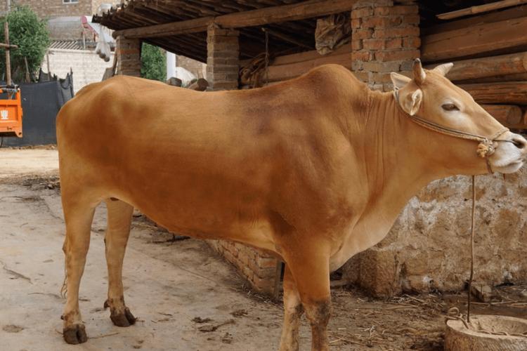 云南适合养什么牛品种?-图2 云南适合养什么牛品种?-图2