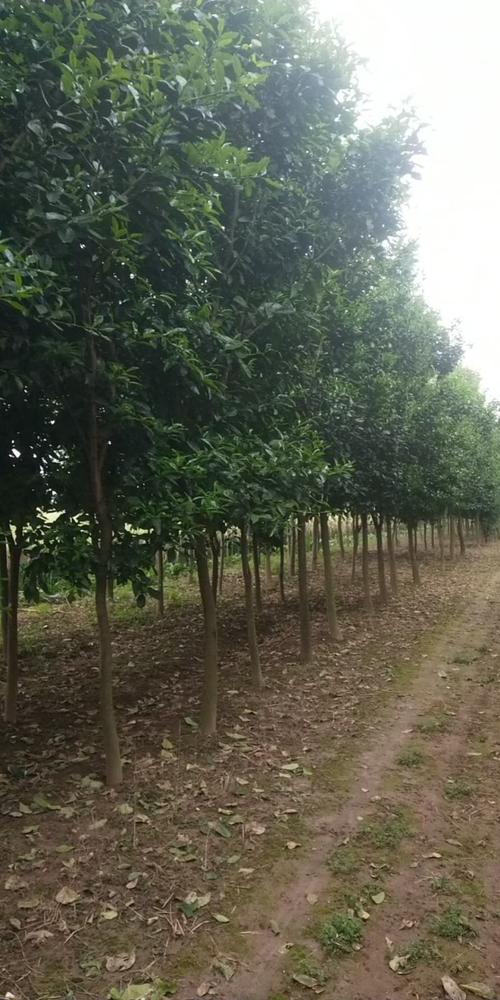 湖北适合种哪些柚子树品种？-图1