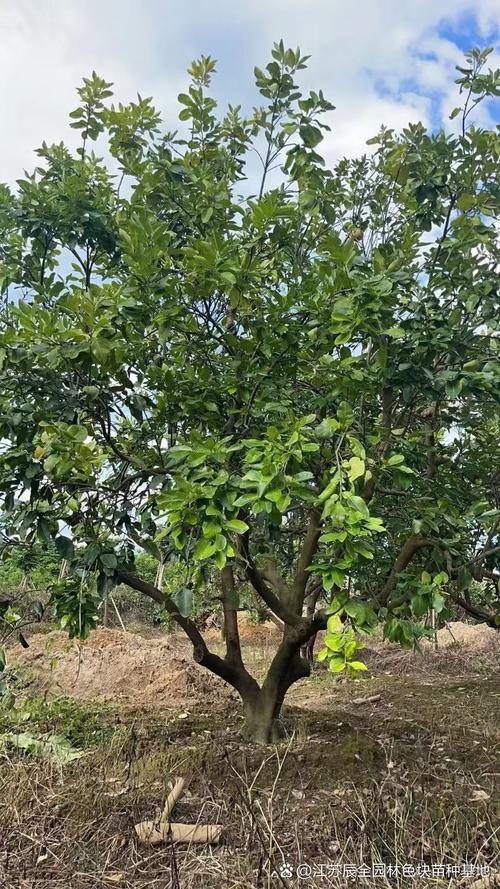 湖北适合种哪些柚子树品种？-图2