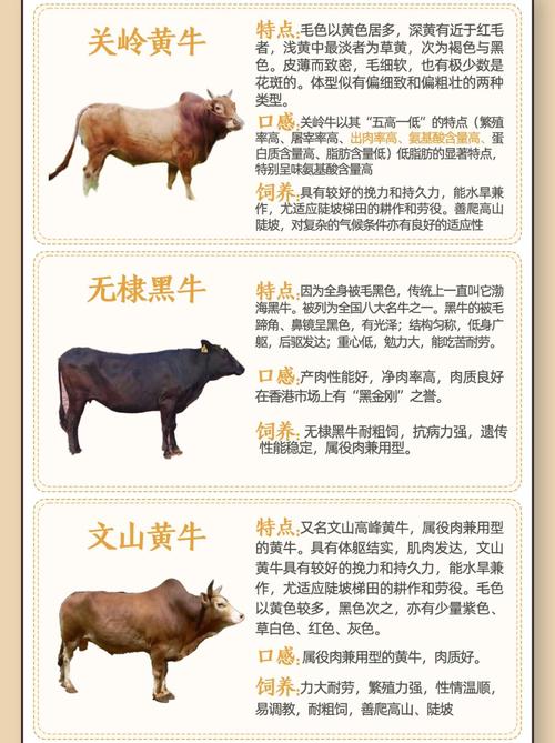 肉牛优良品种有哪些关键文献值得参考？-图3