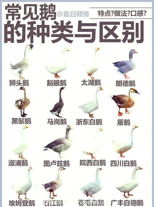 哪些鹅品种算大型鹅?-图2 哪些鹅品种算大型鹅?-图2