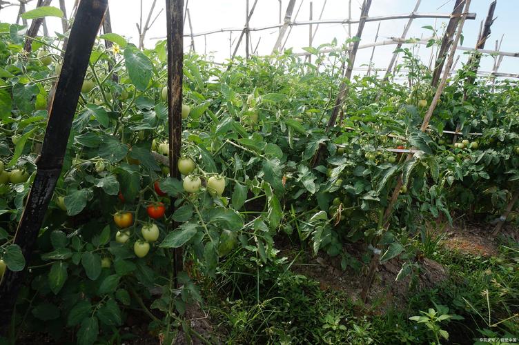 西红柿冬季种植视频有哪些关键技术？-图3