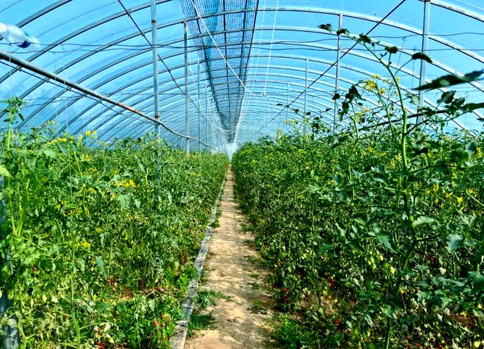 西红柿冬季种植视频有哪些关键技术？-图1