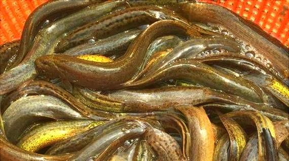 泥鳅黄鳝混养，技术要点有哪些？-图3