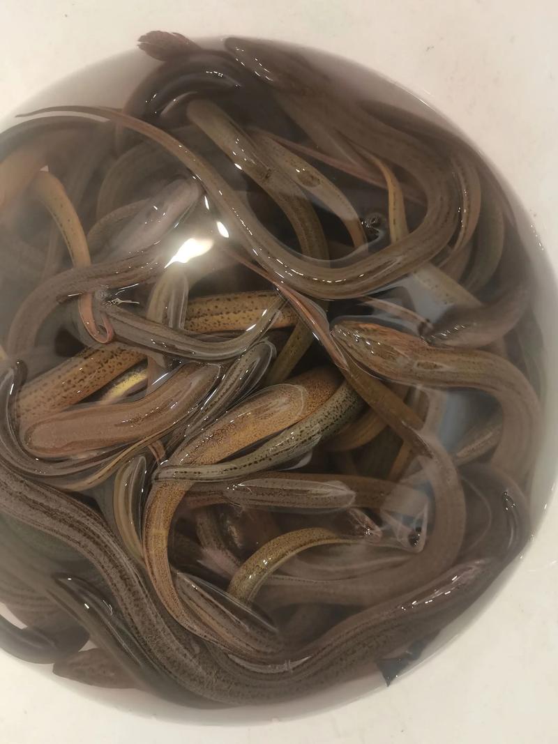 泥鳅黄鳝混养，技术要点有哪些？-图1