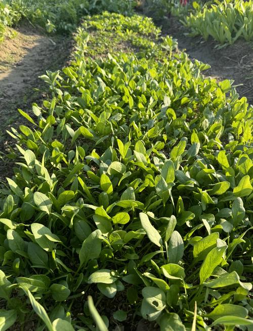冬天菠菜种植哪个品种好-图1 冬天菠菜种植哪个品种好-图1