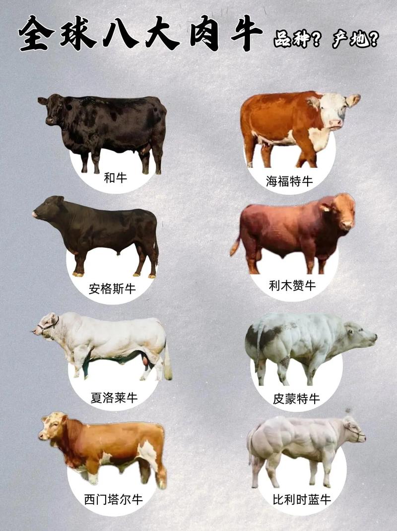 哪些肉牛品种最适合繁殖养殖?-图1 哪些肉牛品种最适合繁殖养殖?-图1
