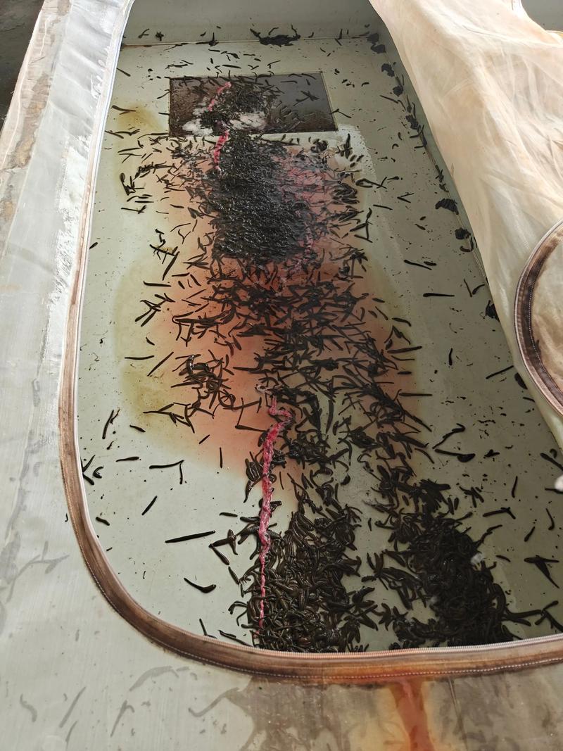 水蛭网箱养殖技术 视频-图3