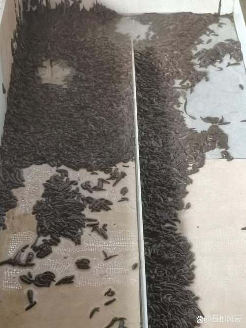 水蛭网箱养殖技术 视频-图2