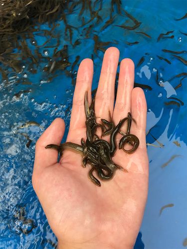 台湾泥鳅养殖技术视频，如何高效高产？-图3