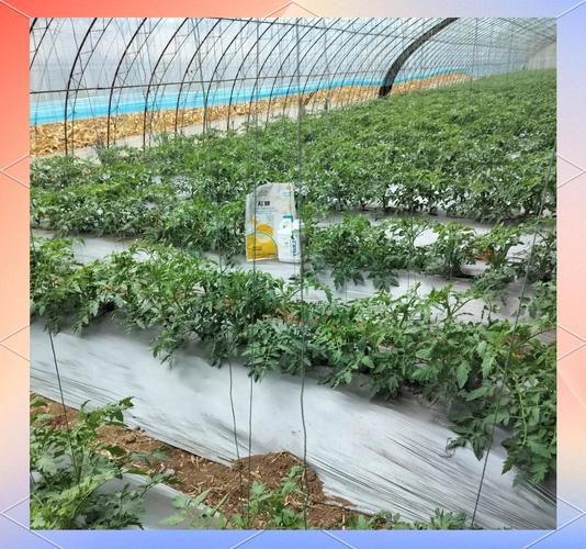 西红柿大棚管理技术视频-图1 西红柿大棚管理技术视频-图1