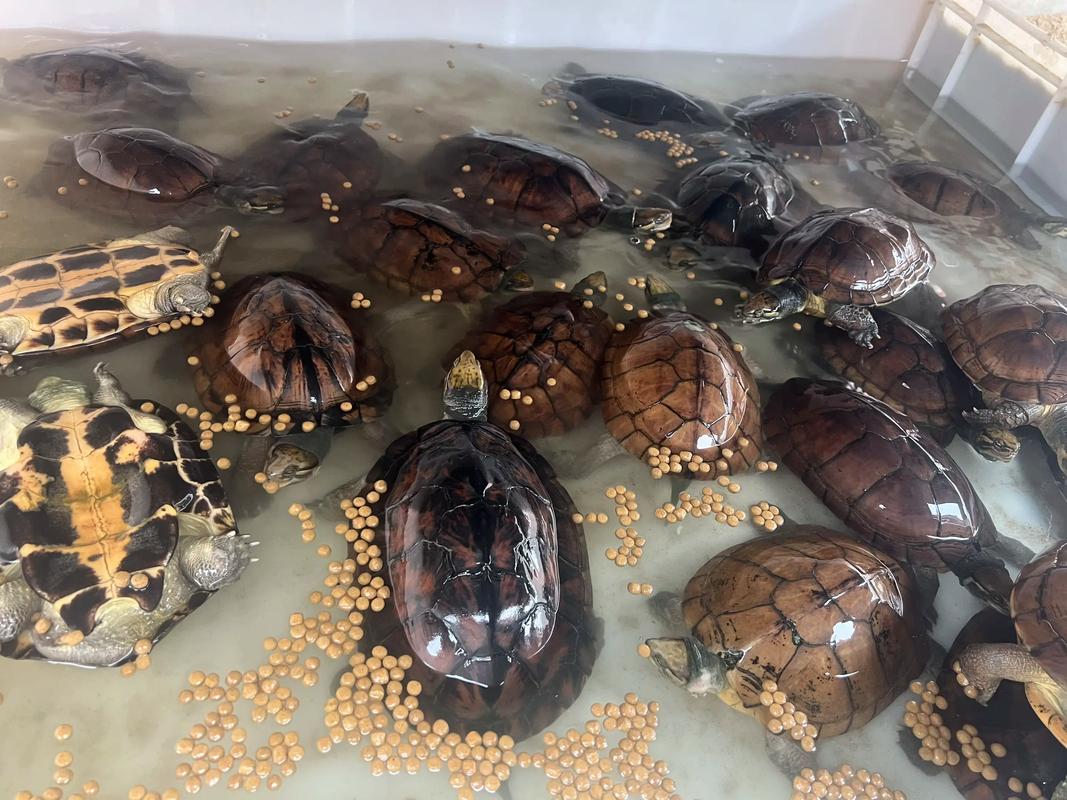 北石龟2025最新价格-图2