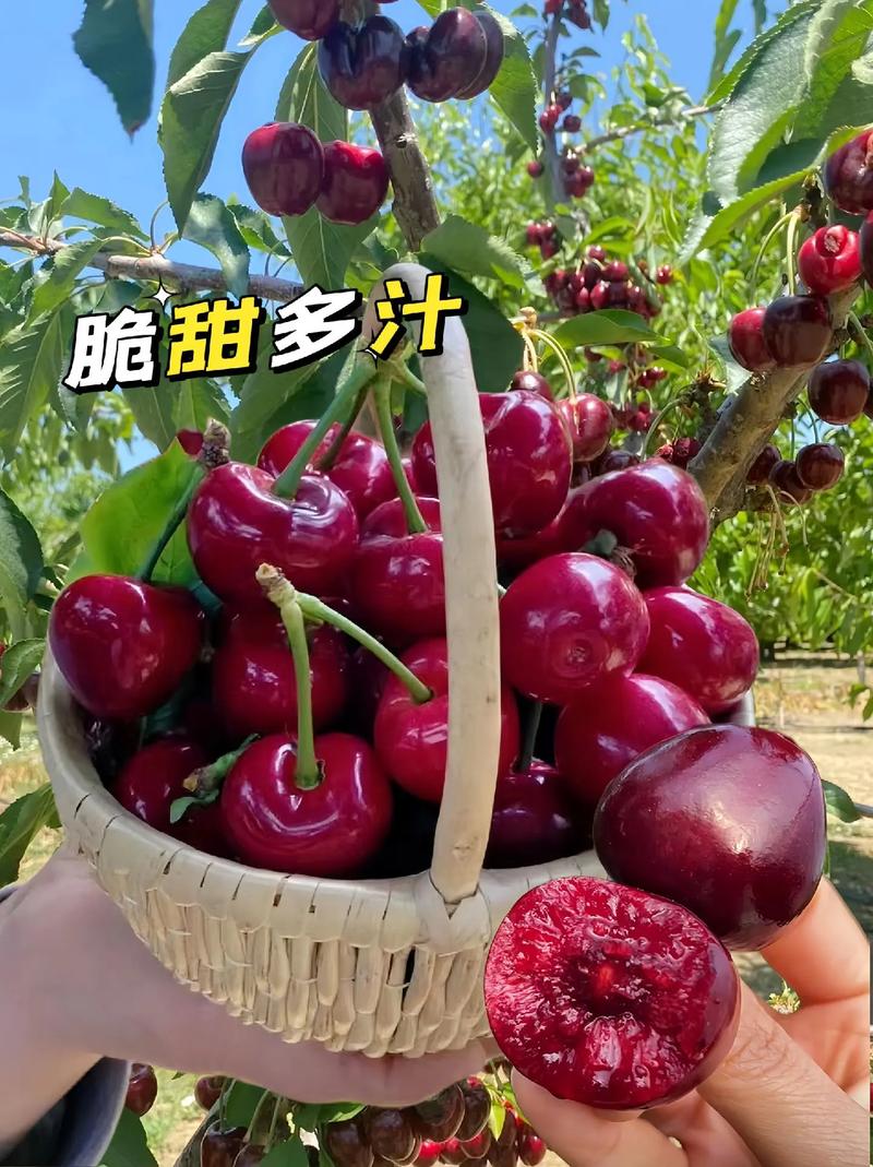 郴州美早樱桃苗品种有何特点?-图3 郴州美早樱桃苗品种有何特点?-图3